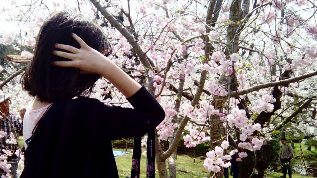 Ханами - јапански пролећни фестивал трешњиног цвета