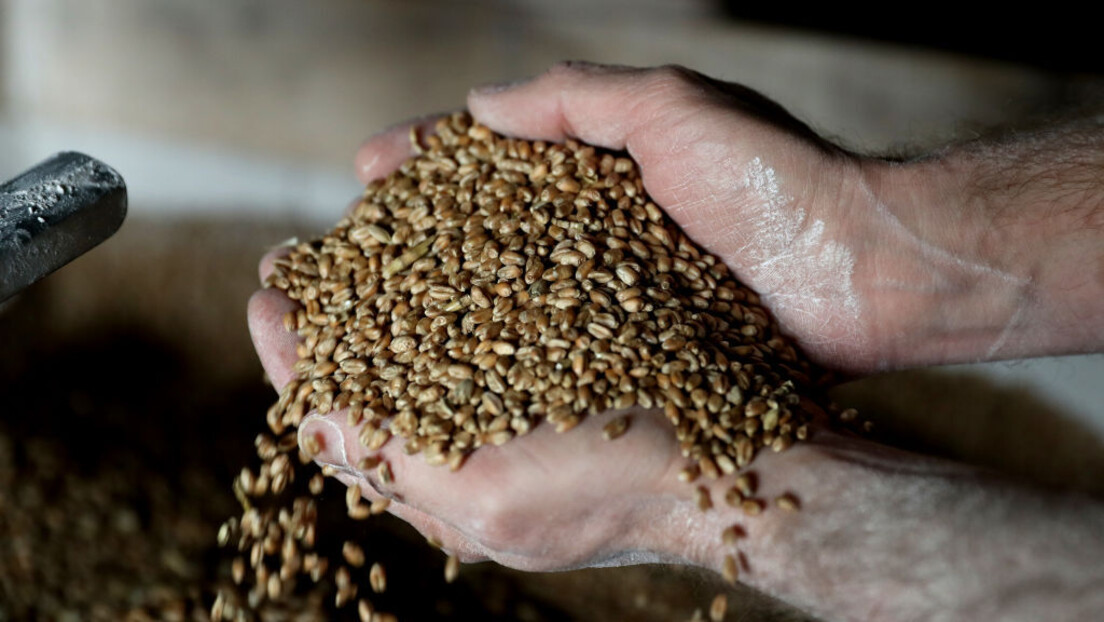 Уместо да се извози у Африку, жито из Украјине истискује источноевропске земљораднике са тржишта
