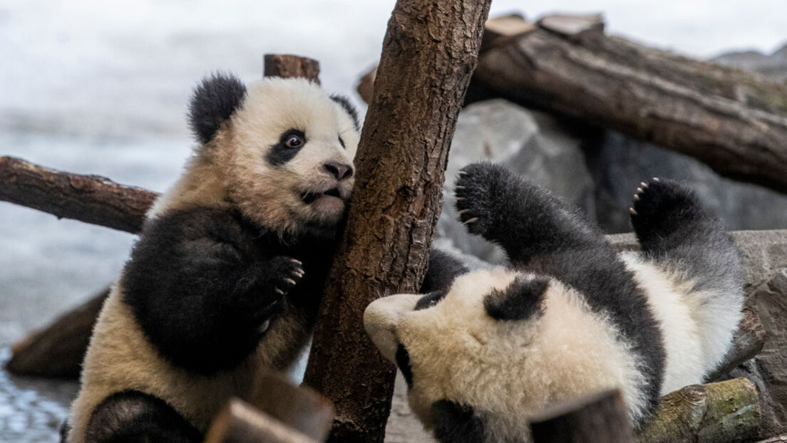 Kina vraća "pandu prijateljstva" iz SAD