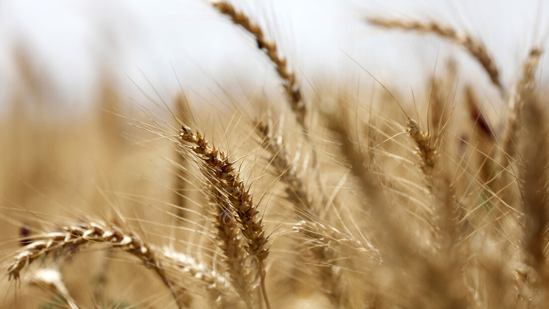 Pet članica EU traži produženje ograničenja uvoza ukrajinskog žita
