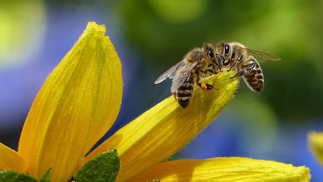 Тајне летећих радилица - Десет најзанимљивијих чињеница о пчелама
