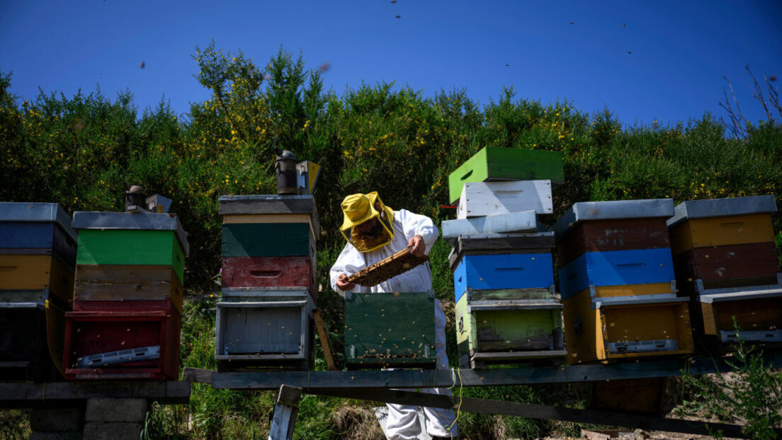 РТ Балкан истражује: Тешко пролеће за српске пчеларе, ЕУ фаворизује мед из Украјине