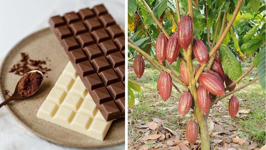 Globalna potražnja za čokoladom uništava šume u Africi