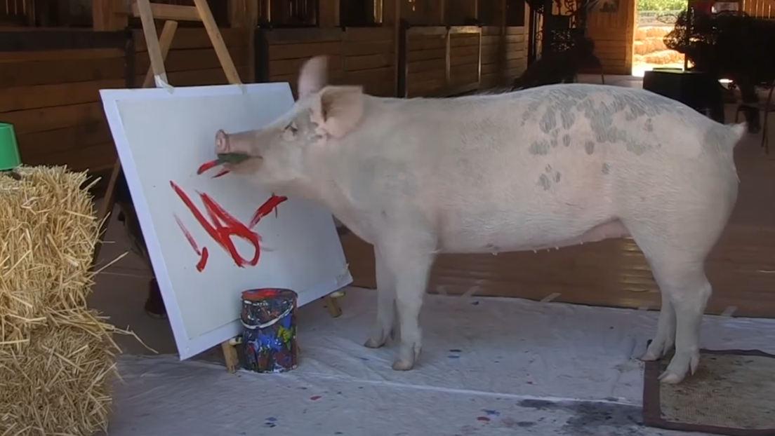 Јужноафриканка стекла богатство захваљујући сликама које је насликала њена свиња Пигкасо