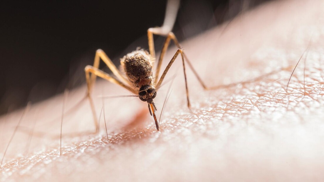 "Хемија" неузвраћене љубави: Како комарци бирају своје жртве