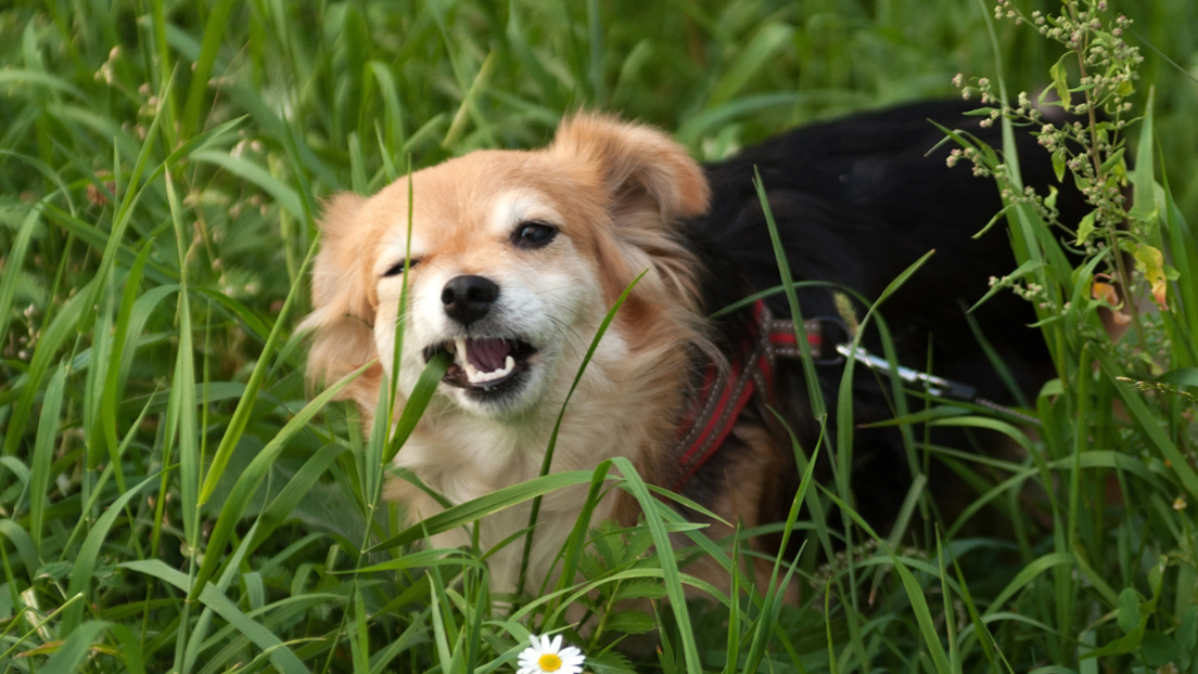 Зашто пси једу траву? Ако сте мислили да знате тачан одговор, размислите поново