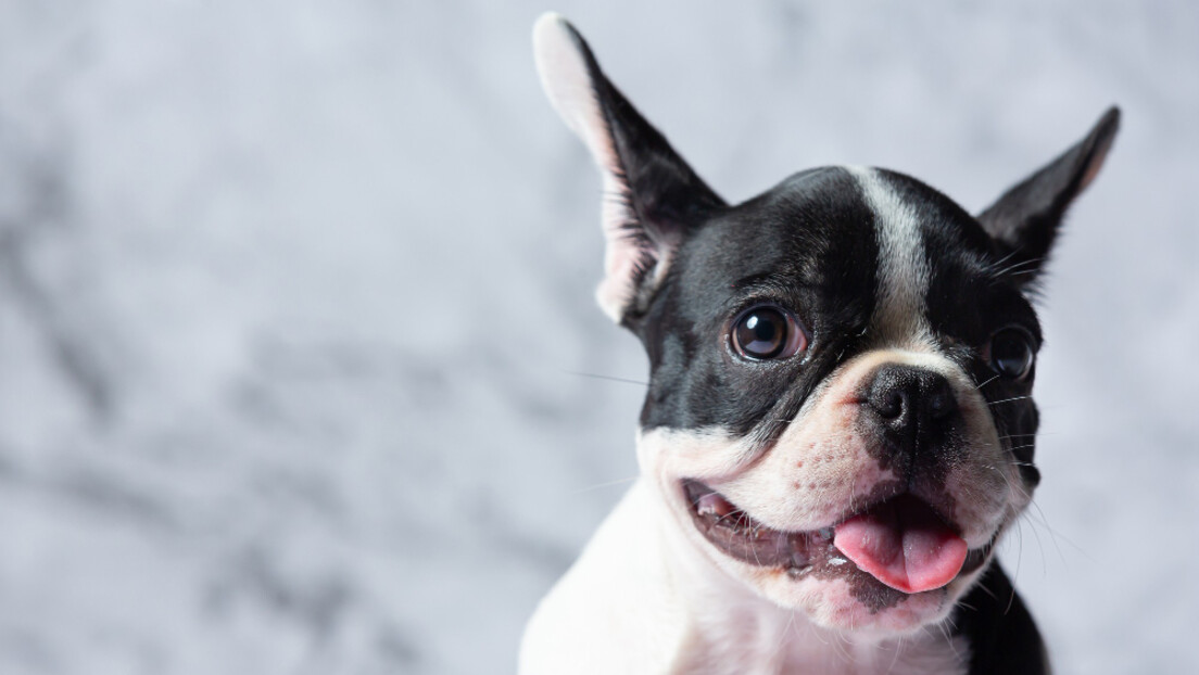 Zašto su psi sa kratkom njuškom toliko popularni: Vlasnicima je hrkanje slatko, a pas se bori za dah
