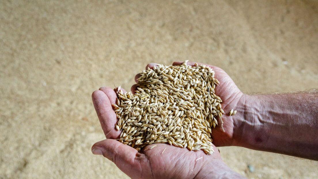 Dok jednom ne smrkne, drugom ne svane: Ko ima koristi od jeftine pšenice