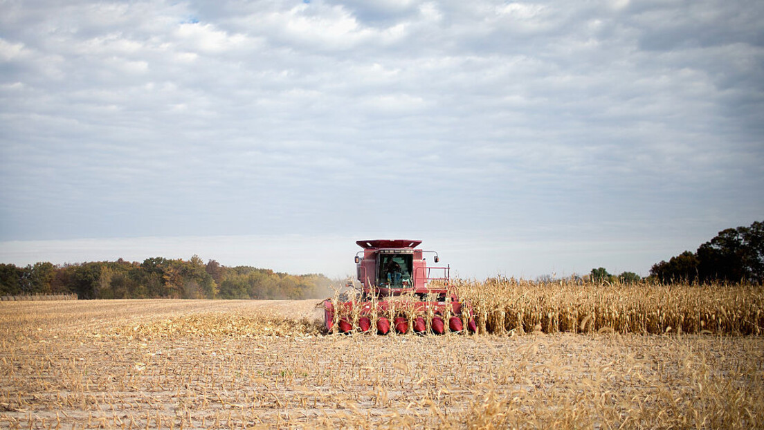 Ново зрно тражи нова складишта: Залихе кукуруза у силосима у ризику од афлатоксина