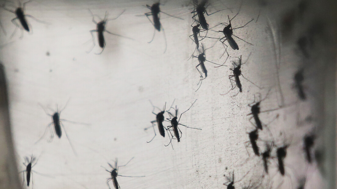 Хрвати проблем комараца решавају - увозом 100.000 стерилних мужјака из Италије