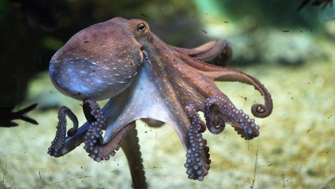 Vanzemaljci na Zemlji: Naučnici otkrili neverovatne sposobnosti hobotnica