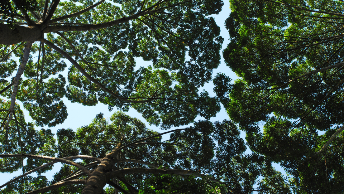 "Ако може само мало лево": Природни феномен "стидљивог" дрвећа