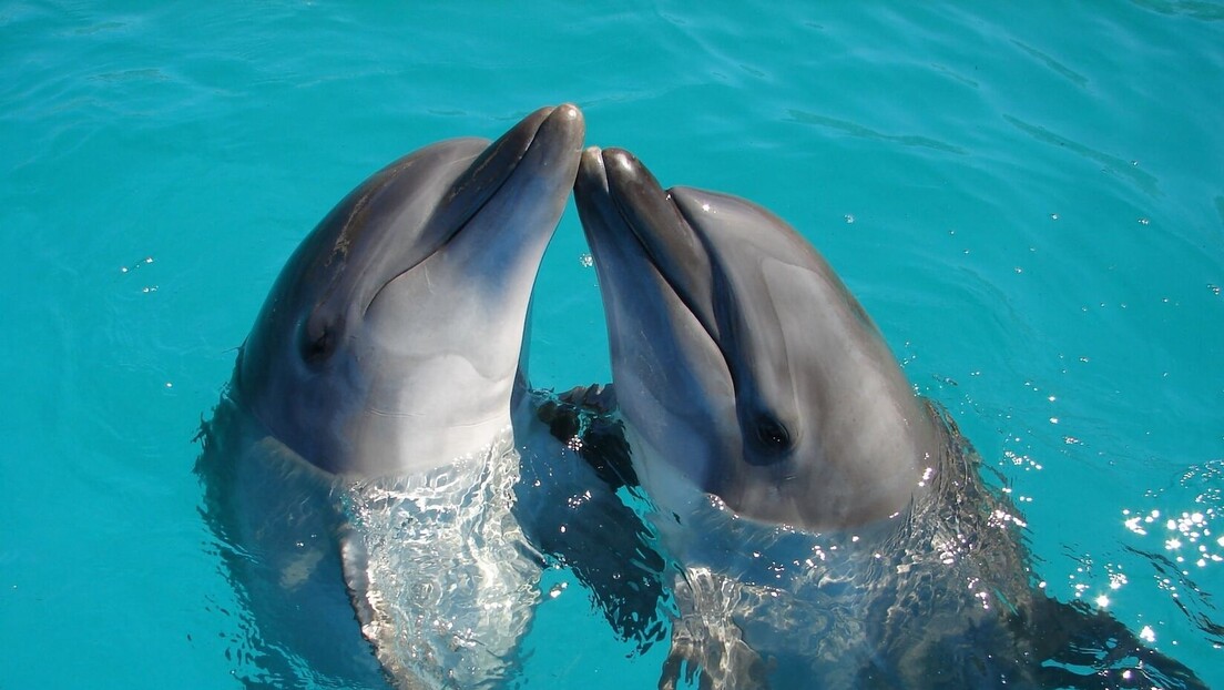 Мајке делфина тепају својим потомцима исто као и људи