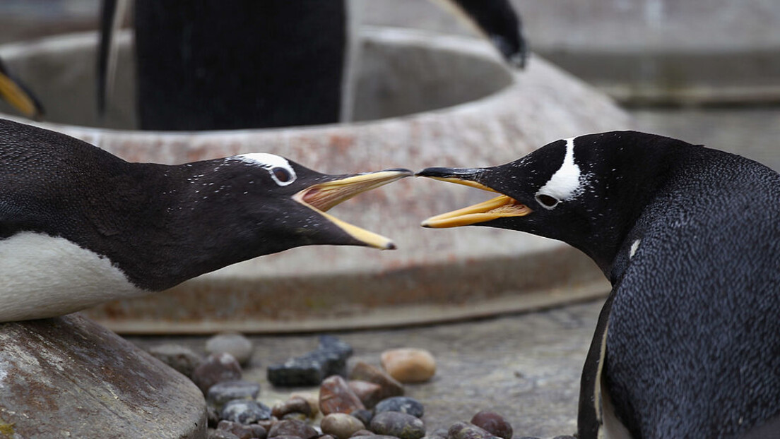 Геј пингвини у Аустралији уче децу о "другачијим породицама"
