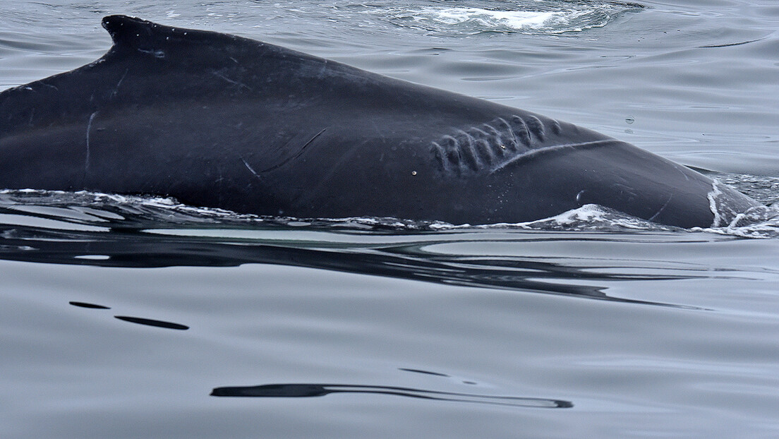 Ћилибар вредан пола милиона евра у утроби насуканог кита