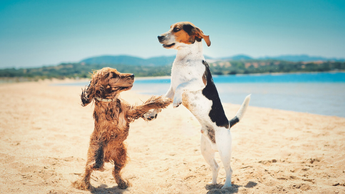 Пси и плажа: Истраживања откривају штетне последице пешчаних плажа на здравље паса