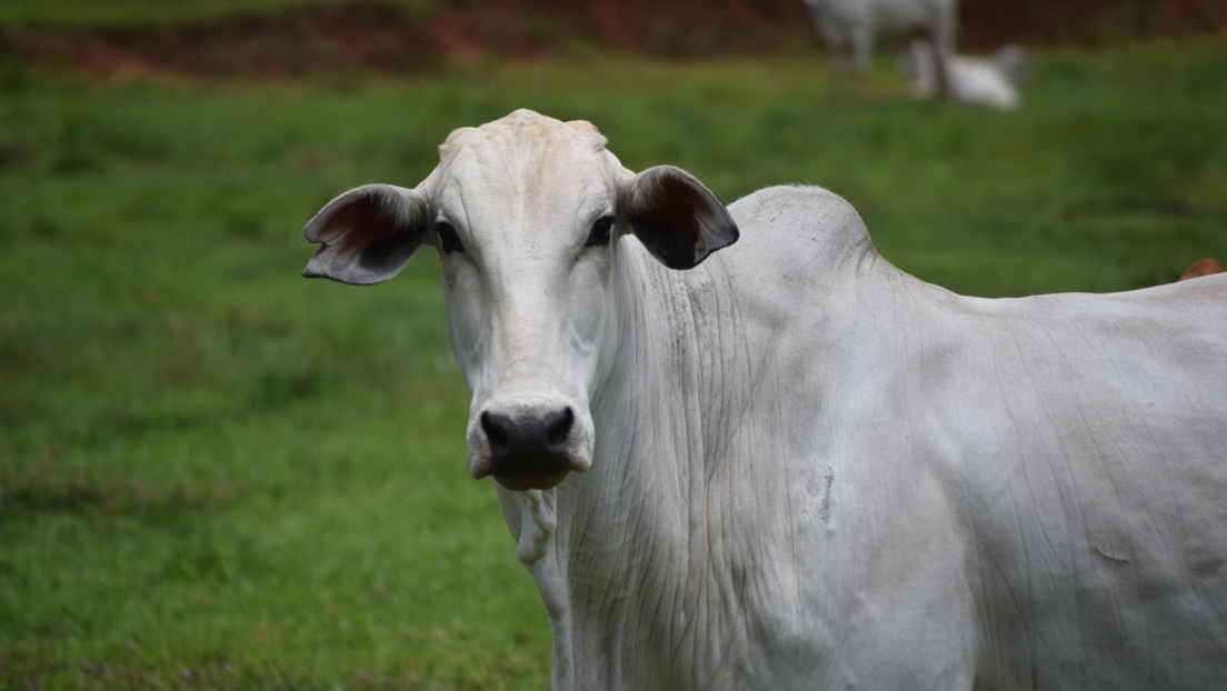 Најскупља крава на свету продата за рекордних 4,3 милиона долара