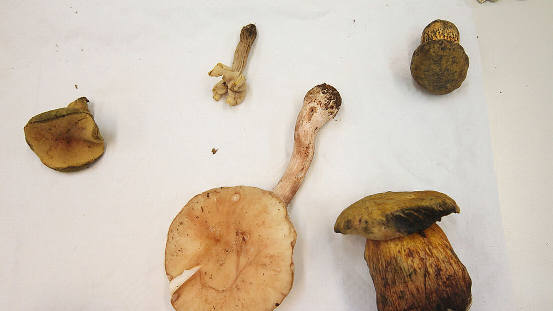 Jelen jela lude gljive u Kini, pa umislila smanjenje inflacije