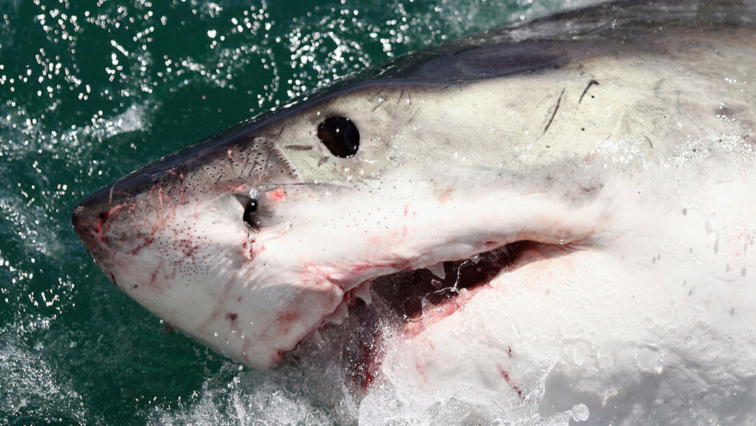 Ајкуле "навучене" на кокаин? Научници спровели експерименте, рибе се понашају чудно