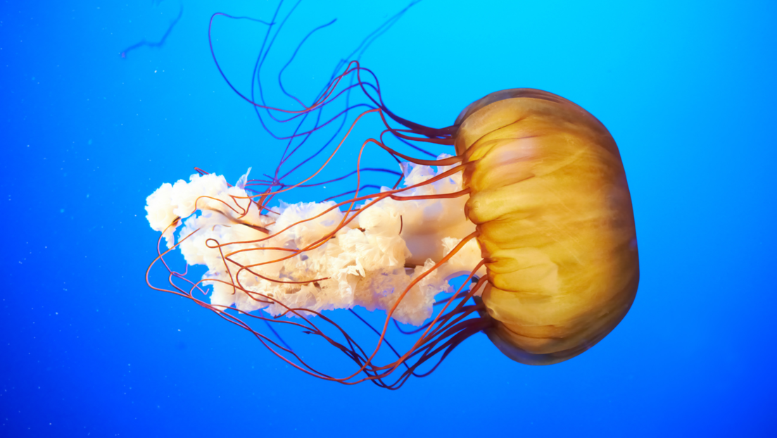 U Svetskom okeanu pronađena meduza koja može živeti večno