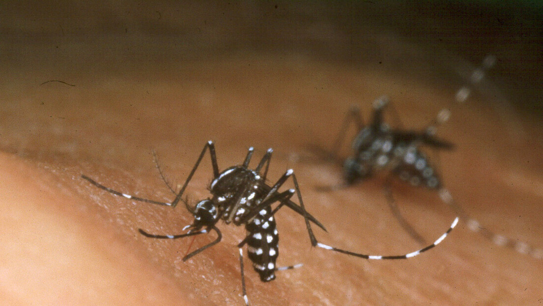 Комарци заражени вирусом Западног Нила откривени у три града у Србији