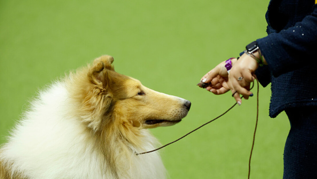 Sarah Stier/Getty Images for Westminster Kennel Club