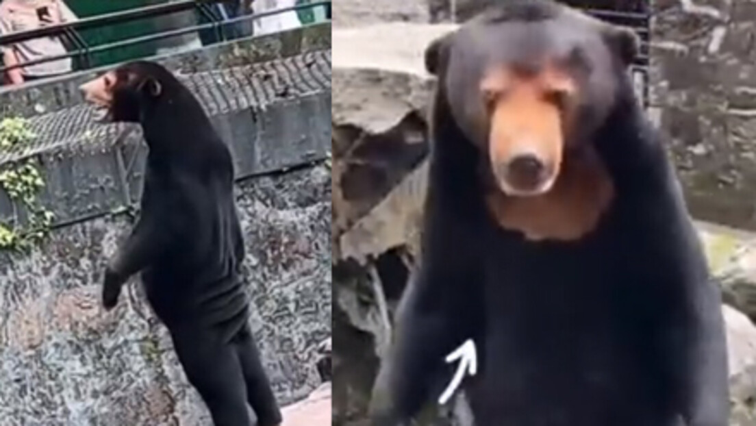 Kineski zoološki vrt negira da su njegovi medvedi ljudi u kostimima