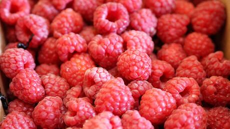 Кесеровић: Воћари у Србији претрпели штету од 25 милиона евра