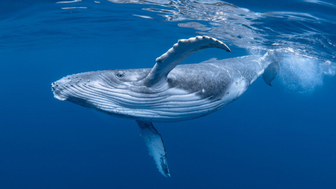 Древни кит би могао бити најтежа животиња на свету која је икад постојала