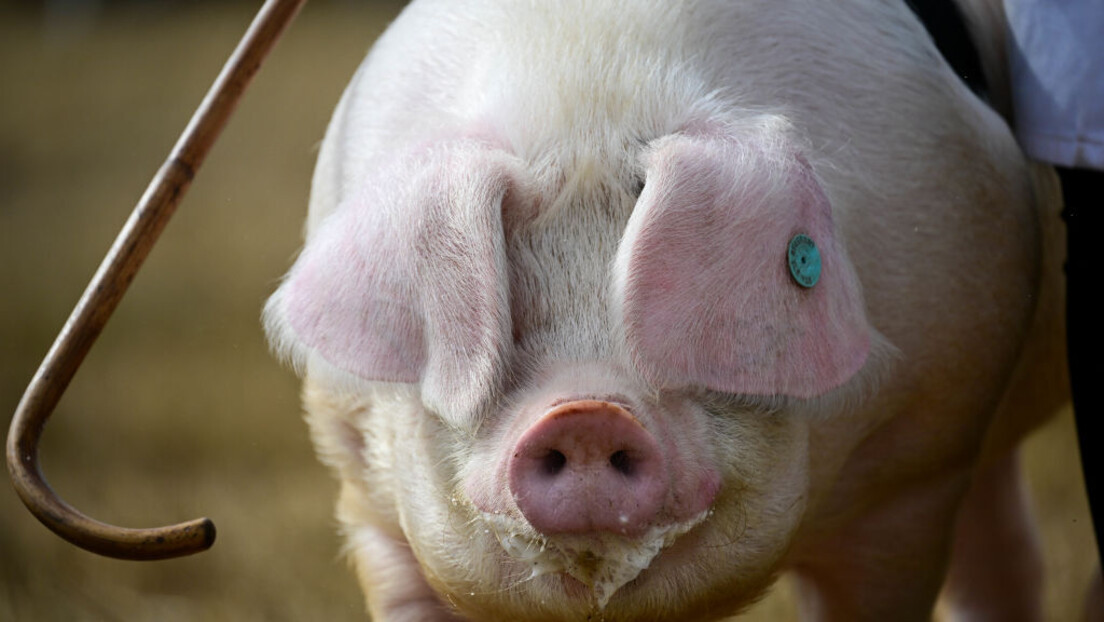 Свињско месо скупље у ЕУ: Да ли ће се поскупљење прелити у Србију?