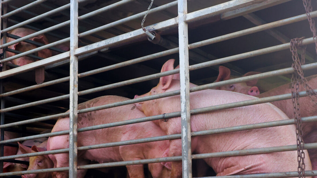 РТ Балкан истражује: У Србији уништен 1 одсто од укупног фонда свиња, опоравак ће трајати дуго