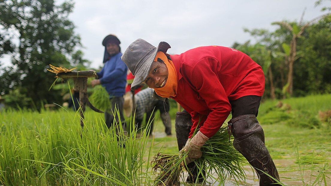 Неочекивани добитник забране Индије: Тајланд повећава извоз пиринча