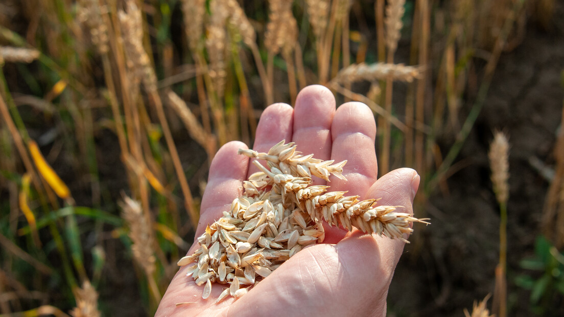 "Волстрит џорнал": Америка тражи алтеративни пут за украјинско жито, биће скупљи и спорији