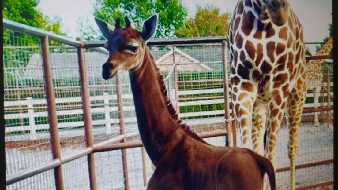 Жирафа без пега је рођена у зоолошком врту у Тенесију: Необична и једина на свету