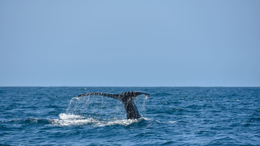 У Јадрану код Корчуле примећена група зубатих китова