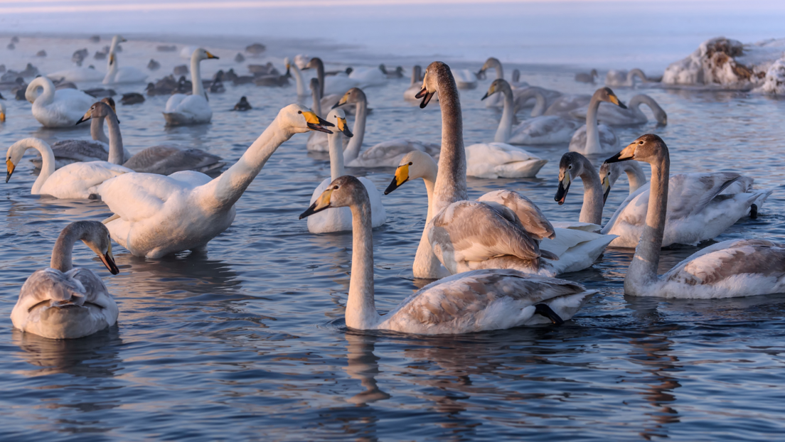 "Labudovo jezero" u srcu Sibira: Omiljena zimska destinacija gracioznih belih ptica