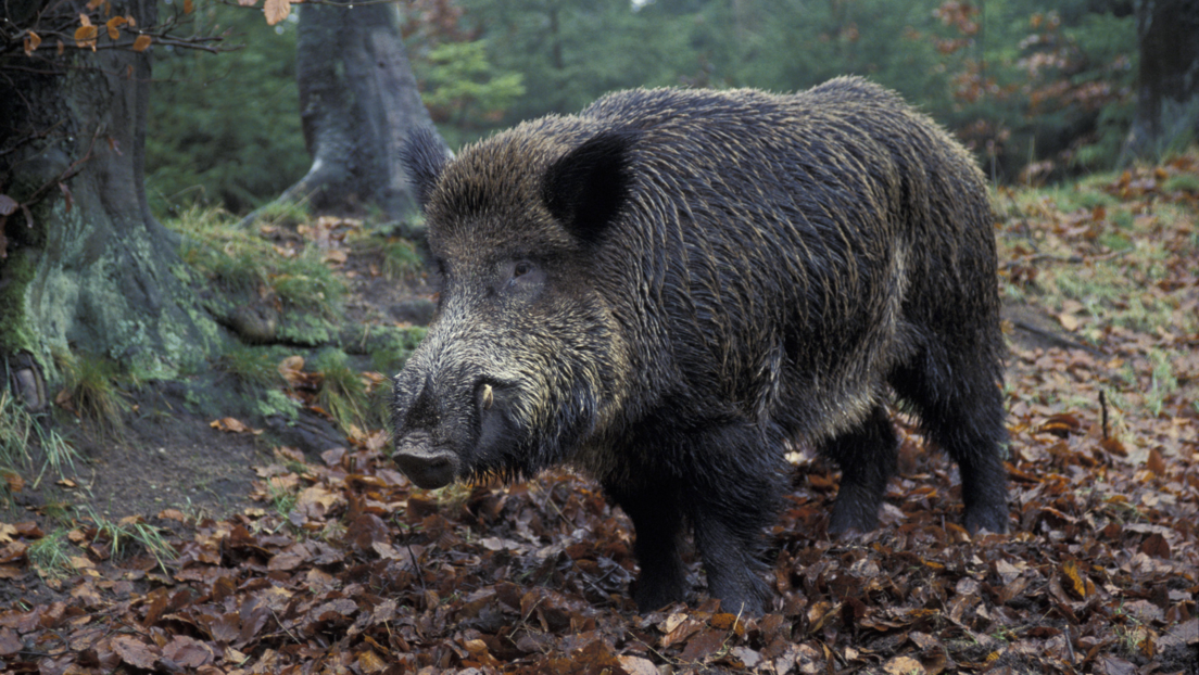 Зашто су европске дивље свиње радиоактивне и какве везе с тим имају тартуфи?