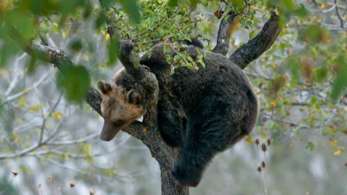 У Италији убијена медведица Амарена, симбол националног парка