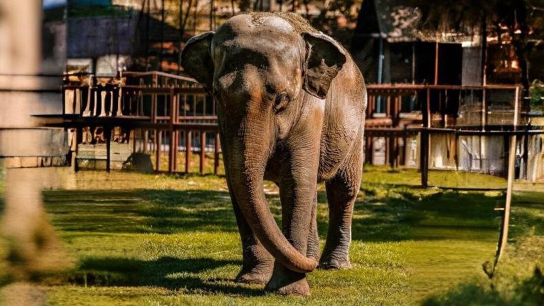 Угинула слоница Твиги, најпознатија становница Бео Зоо Врта