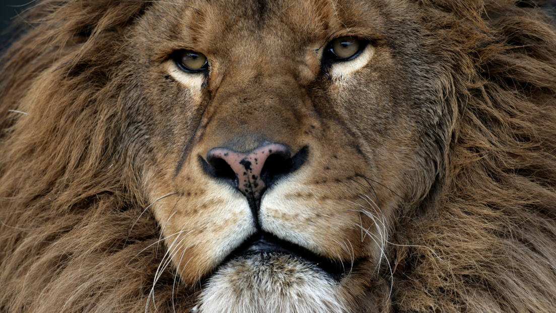 Након шест година самоће лав Рубен коначно на слободи