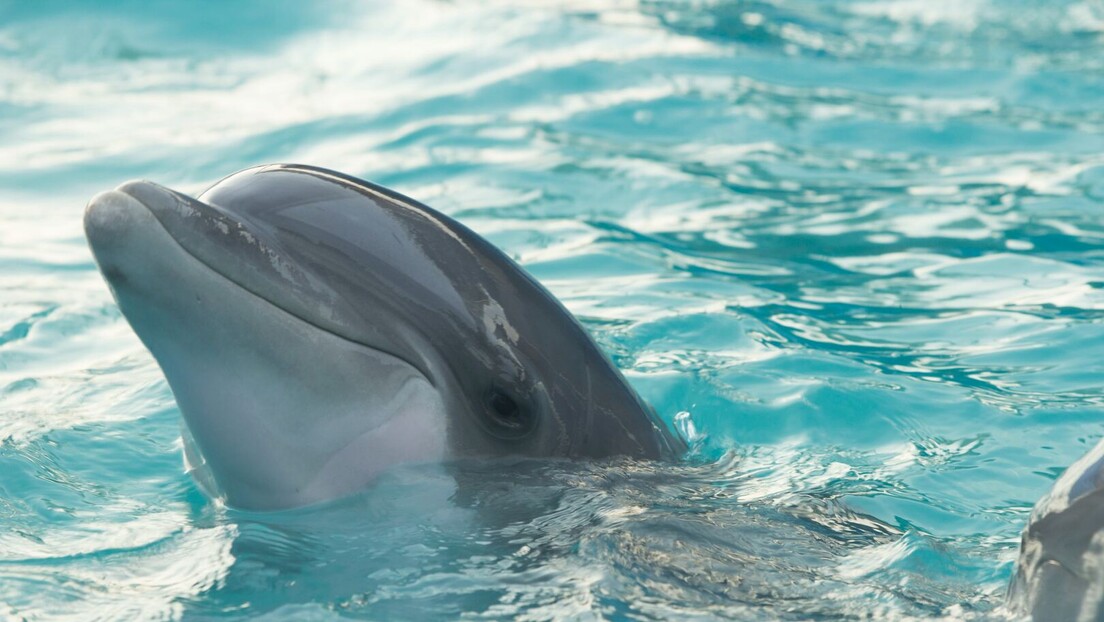 Делфини разумеју људски поглед