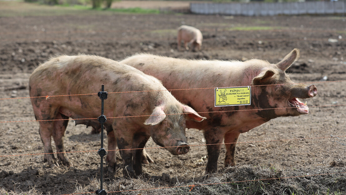 Поскупљење свињског меса извесно: Помоћ државе неопходна, не радимо већ шест месеци