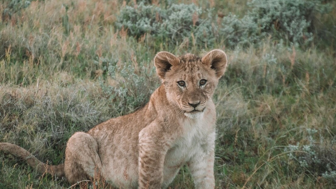 Младунче лава пронађено код Суботице: Kраљ животиња претрчавао Чантавирски пут