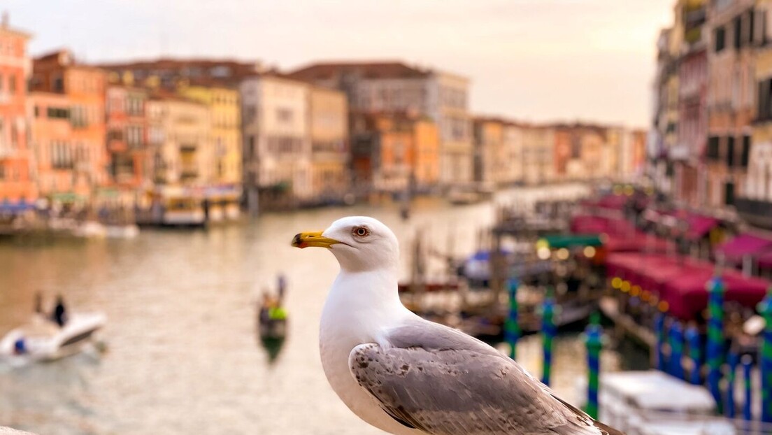 Венеција упозорава туристе на похлепне галебове
