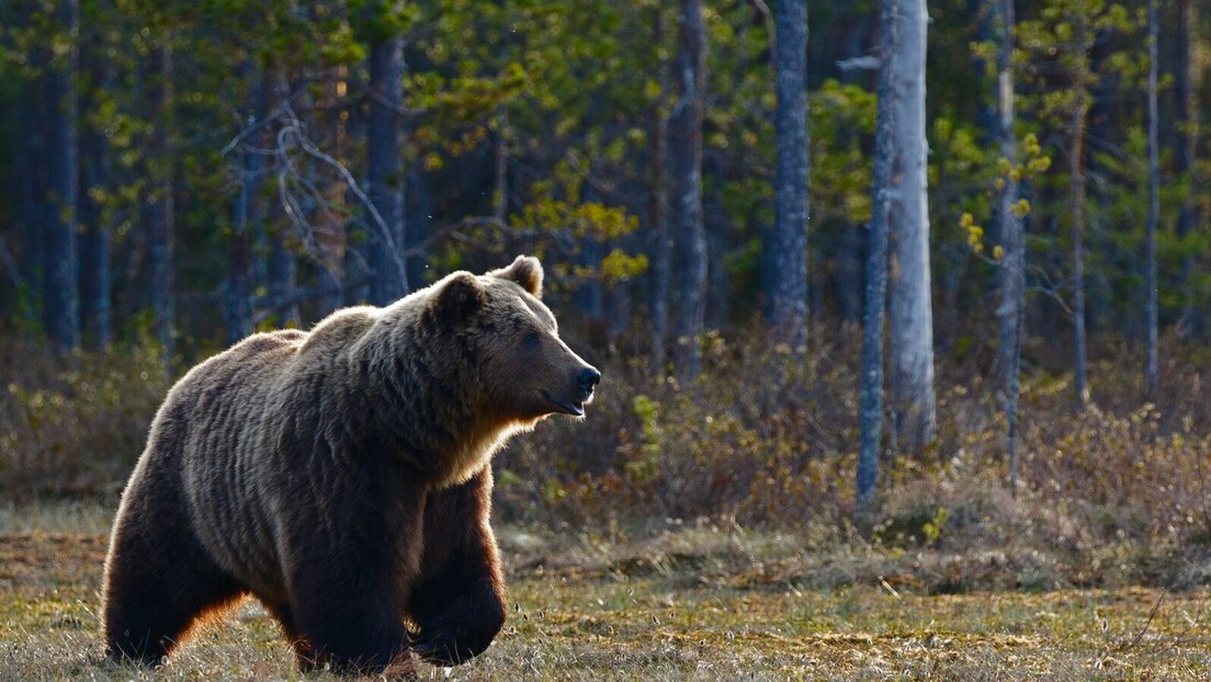 Медвед упао на пикник, појео сву храну - излетници остали паралисани од страха (ВИДЕО)