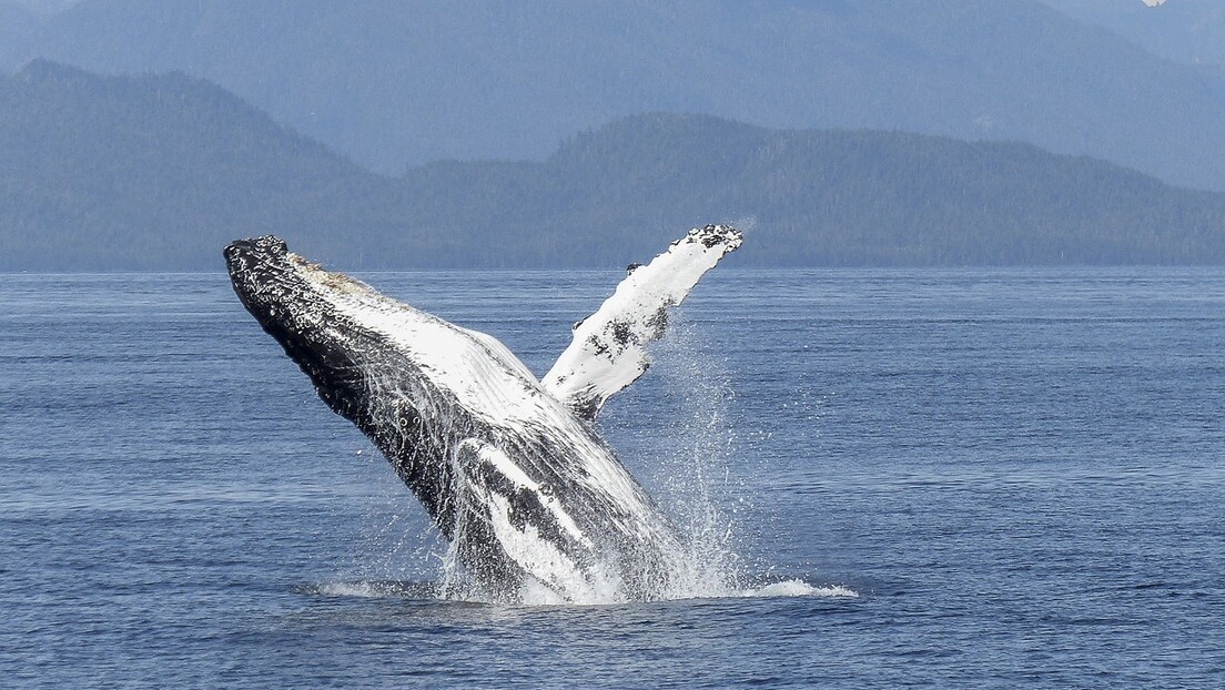 Грбави кит препливао пола света, "свратио" и до руских Командорских острва