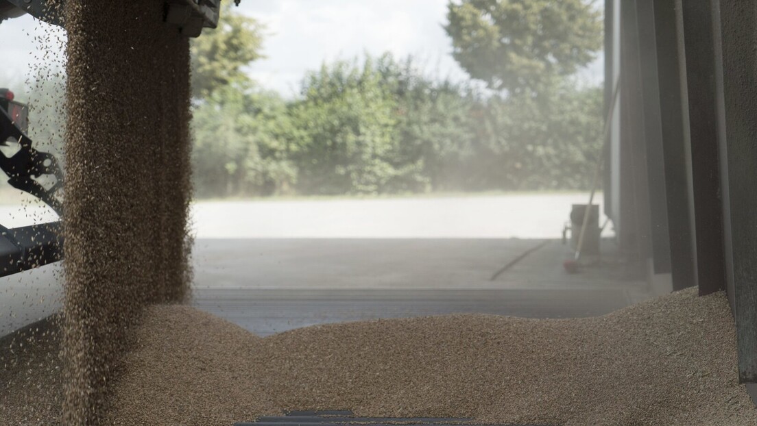Силоси пуни пшенице, а цене ниске: Шта ће бити са српским житом