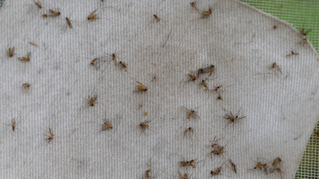 Број оболелих од денга грознице у Европи расте: Има ли разлога за страх у Србији?