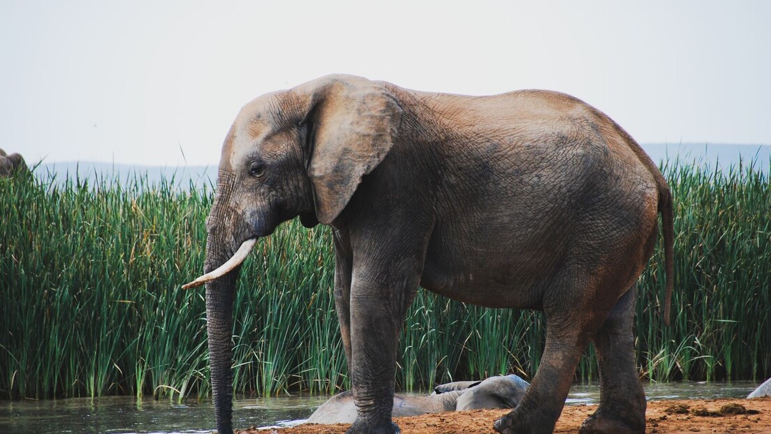 Прича о Мотију, најређем слону на свету