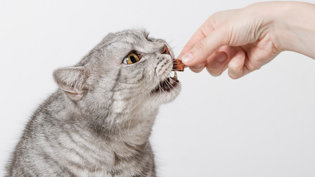 Zbog čega su mace izbirljivije od pasa kada je hrana u pitanju